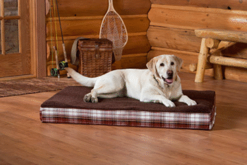 Orthopedic Dog Bed