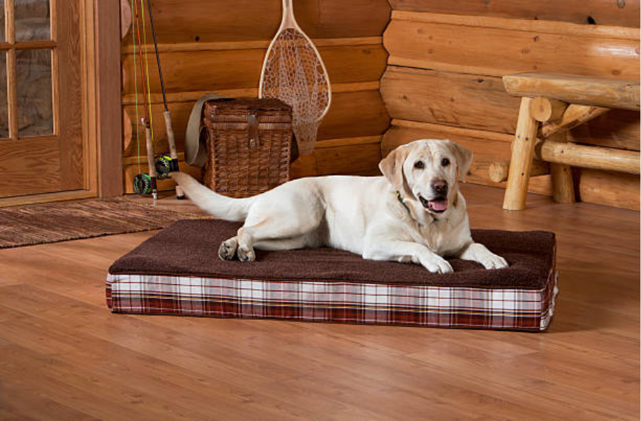 Orthopedic Dog Bed